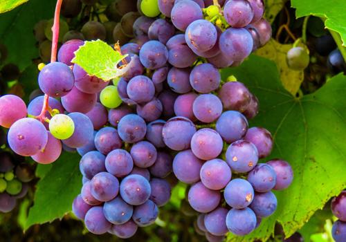 睡眠质量差吃什么改善（吃什么能改善睡眠质量）