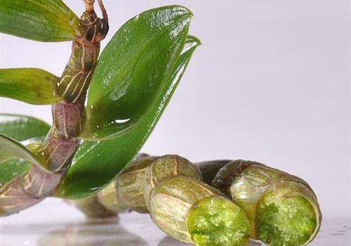 铁皮石斛凉性还是热性 铁皮石斛凉性还是热性的