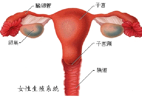 切除卵巢有什么影响 女人切除卵巢有什么影响