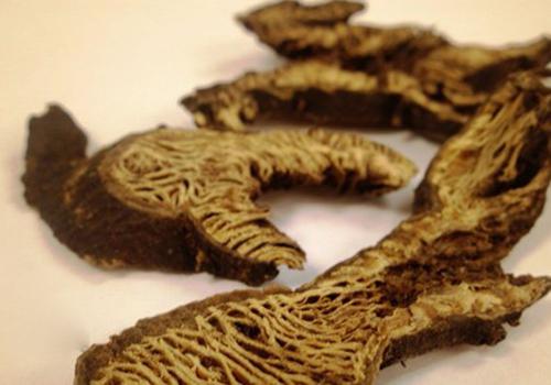 升麻的功效与作用及禁忌（升麻的功效与作用及禁忌、副作用）