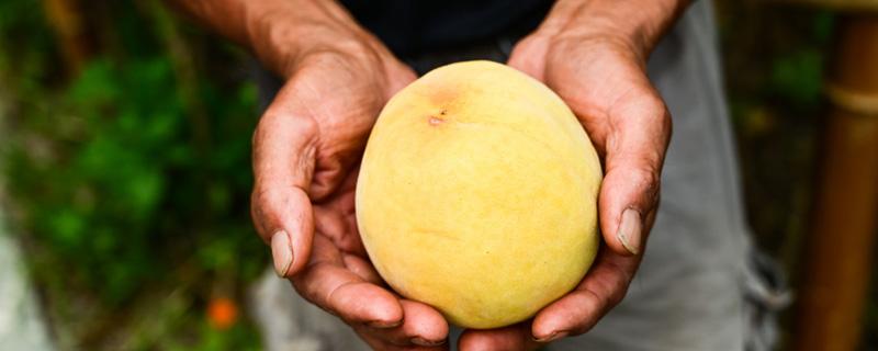 黄桃可以放冰箱里保鲜吗 黄桃可以放冰箱里保鲜吗百度