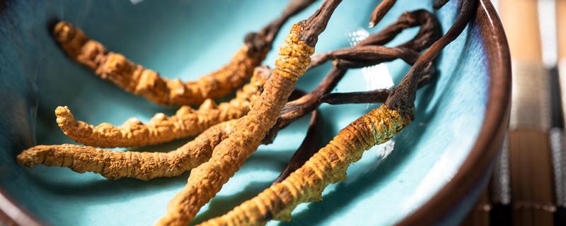 三类人不能吃冬虫夏草（三类人不能吃虫草花）