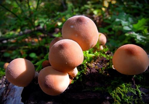 什么蘑菇营养价值最高（什么蘑菇营养价值最高的）