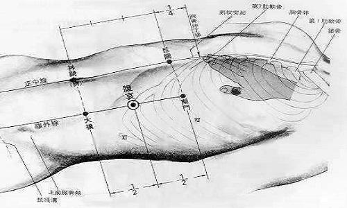 章门的准确位置图和作用 章门的准确位置图和作用的准确位置图作用