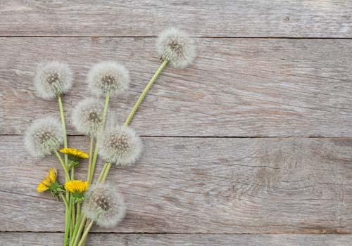 蒲公英和什么一起泡水喝最好 和这些搭配效果更佳哦