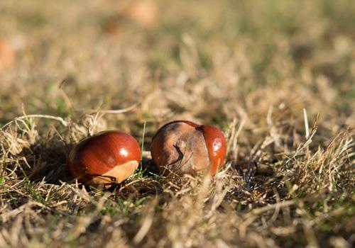 吃板栗补肾吗 吃板栗养肾吗