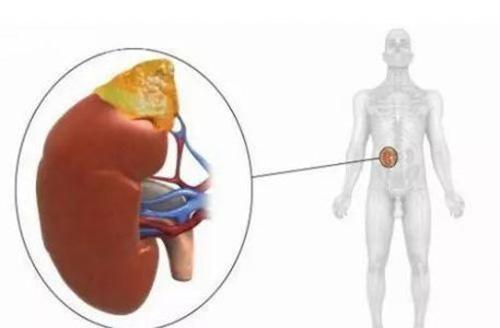 食疗养肝护肝吃啥 护肝养肝食疗吃什么