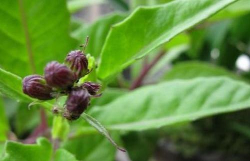 金鸡毛草的营养价值