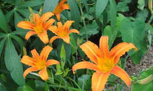 腮腺炎吃什么食物（儿童腮腺炎吃什么食物）