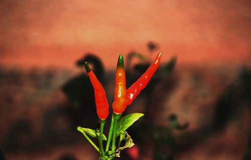 胃炎不能吃什么食物 胃炎不能吃什么食物注意哪些