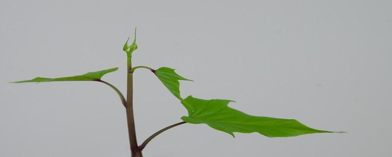 番薯叶可以降血压吗（番薯叶能降血脂吗）