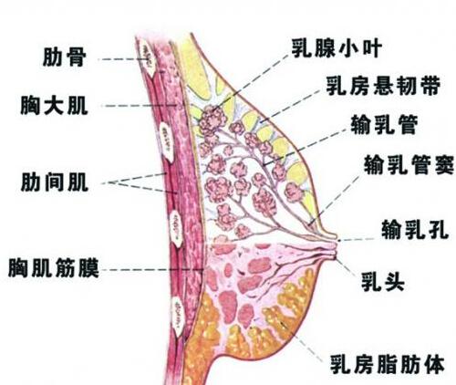 乳房小叶增生能喝豆浆吗（乳腺小叶增生能喝豆浆和豆制品吗）