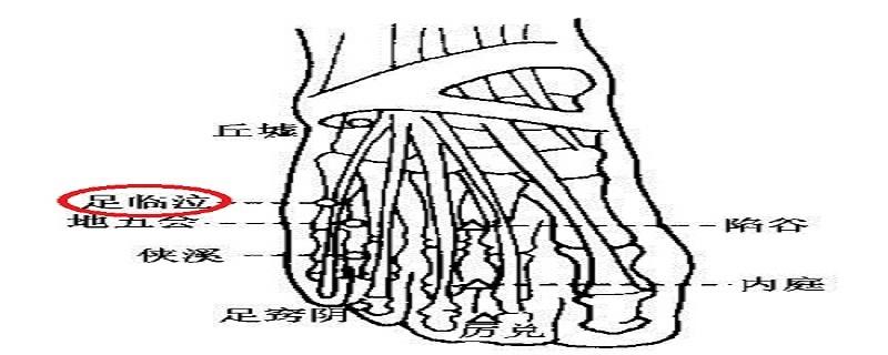 足临泣的具体位置（足临泣的具体位置图片）