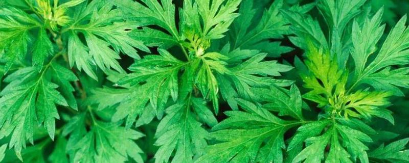 艾草水能洗头发吗（艾草水洗头发需要用洗发水吗）