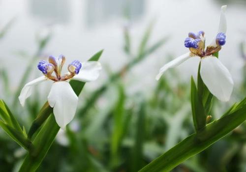 喉咙痒咳嗽有什么偏方 喉咙痒咳嗽有什么偏方怎么办