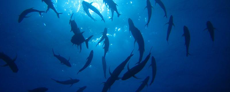 扒皮鱼如何处理（扒皮鱼怎么处理）