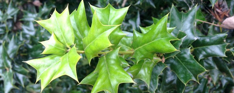 八角刺的功效与作用 八角刺的功效与作用是什么