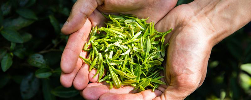 谷雨茶和明前茶区别 明前茶和谷雨茶的区别