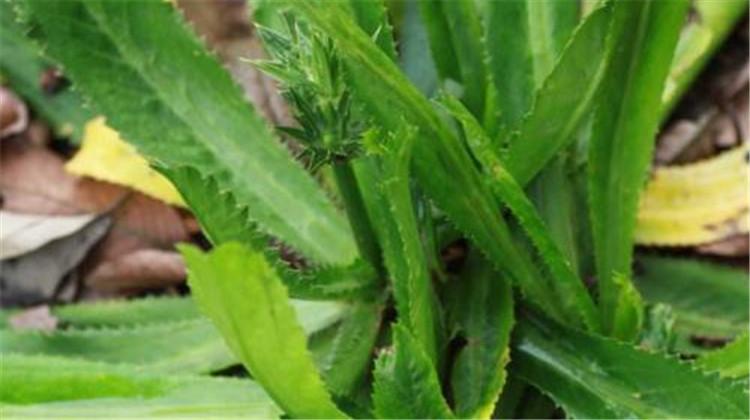 假芫茜的功效与作用 假芫茜 功效