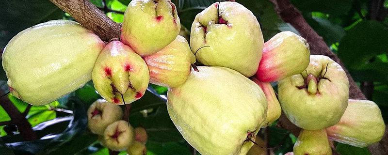 甜蒲桃的功效与作用（甜蒲桃的功效与作用及禁忌）