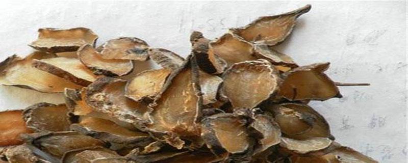 熟附片的功效与作用 熟附片的功效与作用及用量