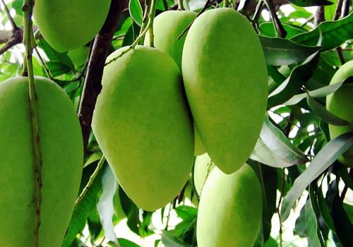 木莲果可以生吃吗 木莲果的吃法