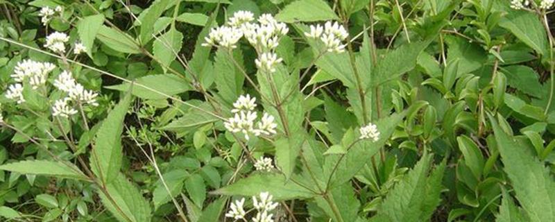 泽兰叶的功效与作用 泽兰叶的功效与作用的功能与主治与用量