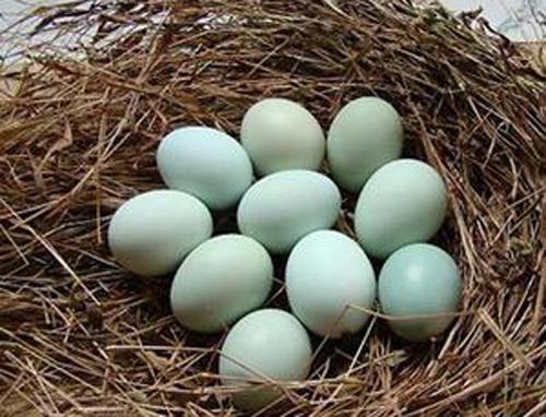 绿皮鸡蛋是怎么回事（绿皮鸡蛋是怎么回事 鸡蛋有绿色皮的么）