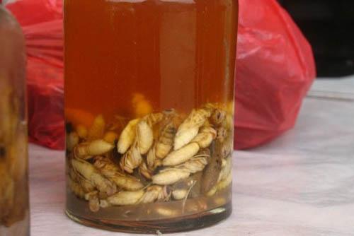 自制蜂蛹酒