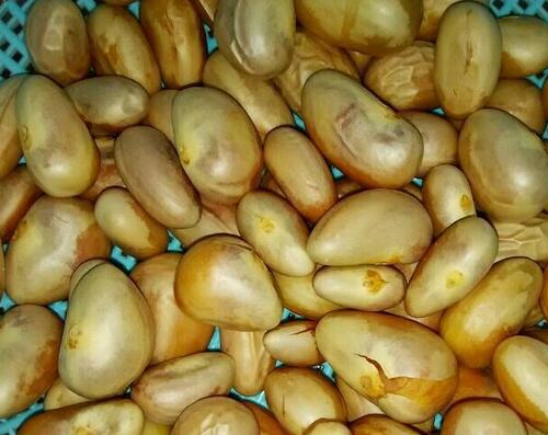 菠萝蜜核的营养价值 菠萝蜜核的营养价值及功效与禁忌