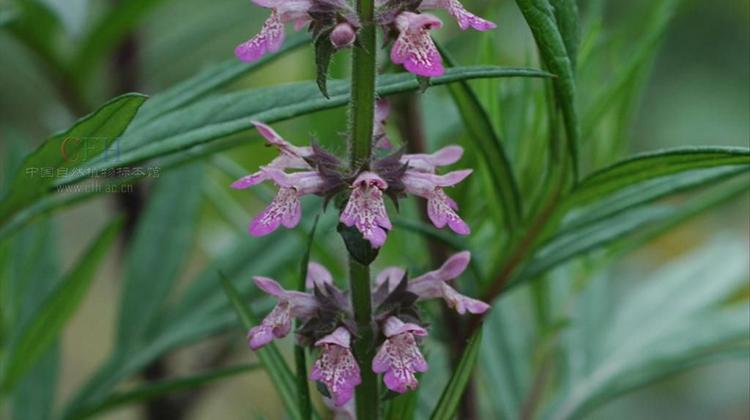 水茴香的功效与作用 水茴香功能主治