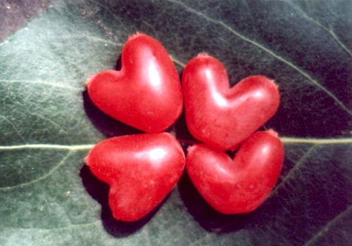 杈杷果的功效与作用（杈杷果的功效与作用及禁忌）