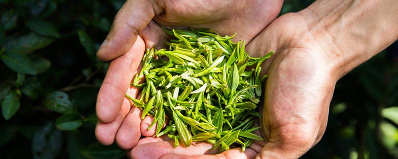 清明茶和谷雨茶哪个好 清明茶和谷雨茶的区别