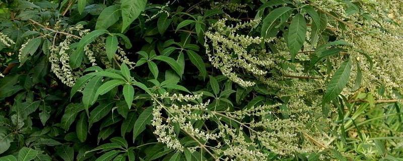 黄荆叶的功效与作用（黄荆叶的功效与作用及食用方法）