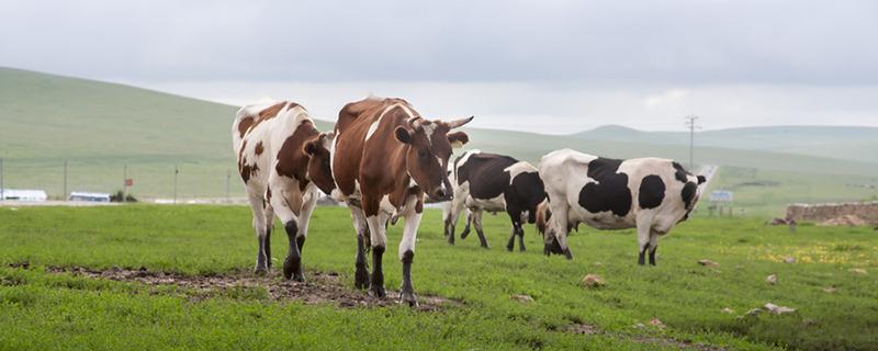 生牛乳是什么意思 配料是有机生牛乳是什么意思