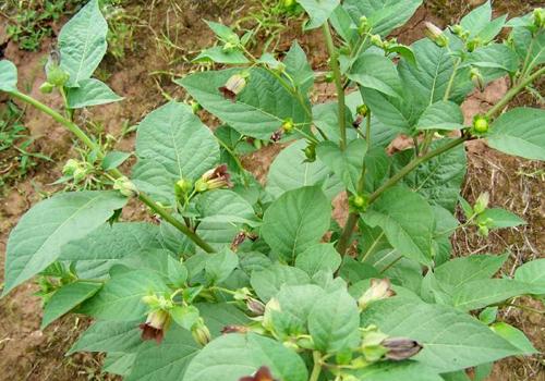 颠茄草的功效与作用 颠茄草的功效与作用图片