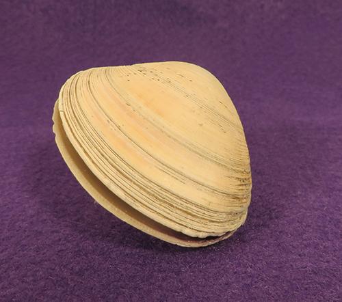 怎样让花甲快速吐沙 怎样让花甲快速吐沙视频