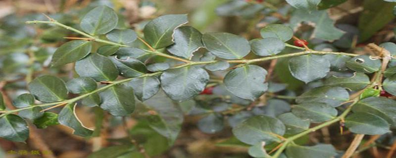 虎刺的功效与作用 虎刺的功效与作用图片