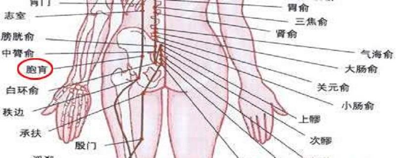 胞肓的准确位置 胞肓的准确位置图和作用的准确位置图片