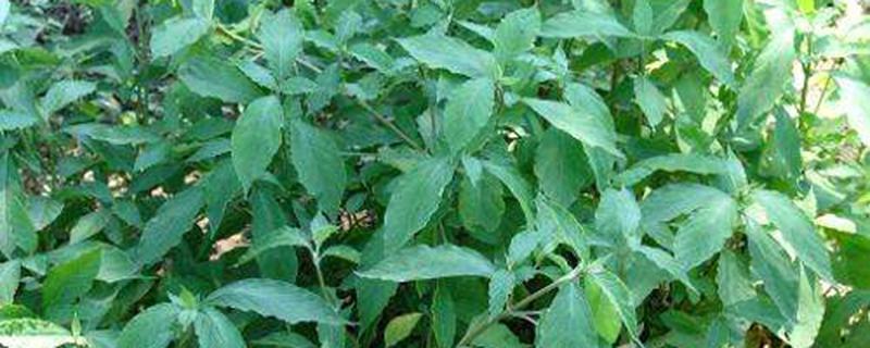 牛根草的功效与作用（牛根草的功效与作用途）