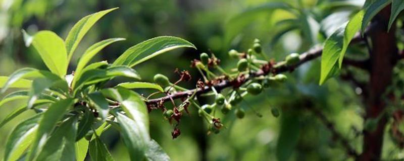 李子叶有什么功效作用（李子树叶有什么功效与作用）