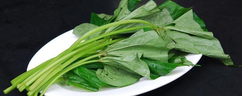 红薯茎的功效与作用 红薯茎的食用方式和注意事项