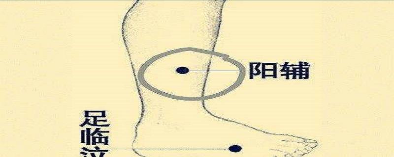 阳辅的准确位置图片 阳辅的准确位置图片和视频