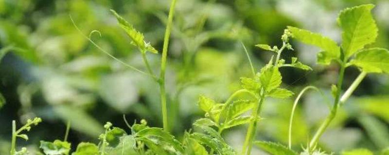 黎王草的功效与作用（黎王草的功效与作用价格）