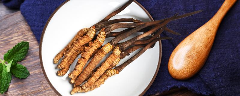 虫草粉什么时间吃效果最好 虫草粉什么季节服用好?