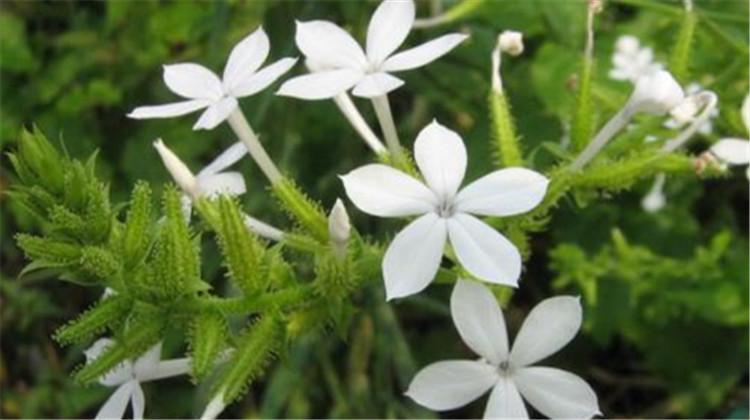 白花丹的功效与作用 白花丹的功效与作用图片