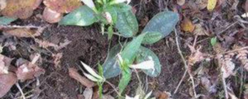 肺形草的功效与作用 肺形草的功效与作用的功能与主治