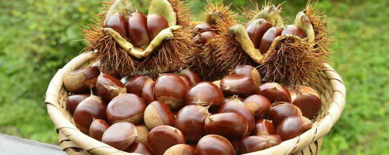 炒熟的板栗可以放多久（炒熟的板栗放多久变颜色）
