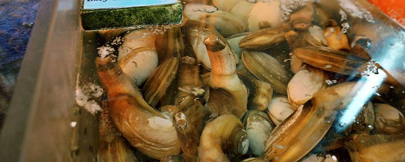 象拔蚌吃了有什么好处 象拔蚌的功效与作用是什么