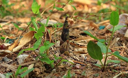 什么人不能吃春笋 春笋的食用注意事项
